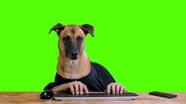 Dog with human hands sitting at a desk and typing on his computer wearing a black shirt on a green background