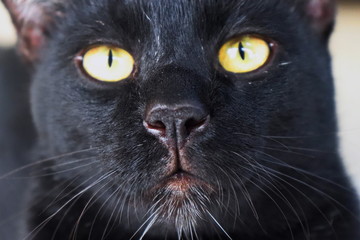 beautiful animal. face of black cat