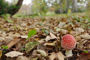 ベニテングダケ