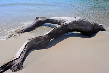 summer. Beautiful natural of log, sand and sea