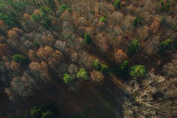 Forest from above in autumn time, sunlight over forest 