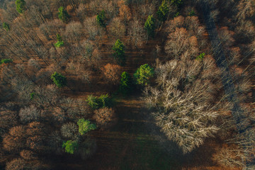 Forest from above in autumn time, sunlight over forest 