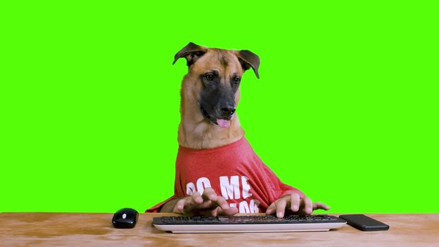 Dog with human hands sitting at his desk and playing with his phone wearing a red shirt on a green background