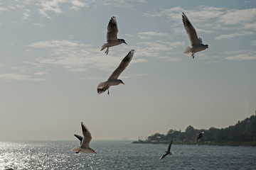 seagulls in flight
