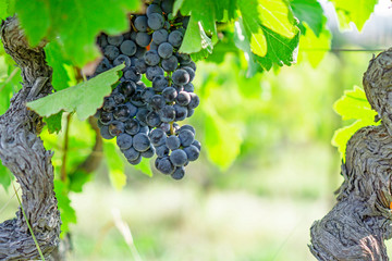 Bunch of fresh dark black ripe grape on green leafs under soft sunlight at the havest season, planting in the organic vineyard farm to produce the red wine