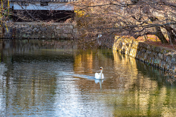 Wild swan swimming in the moat of Kurashiki Bikan Historical Quarter. Okayama, Japan