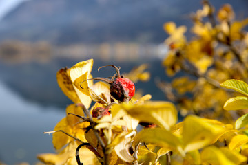 autumn leaves on a background