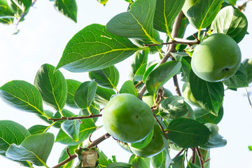 Upward view, bunches of green raw Persimmon round fruits and green leaves under blue sky, kown as Diospyros fruit, they are edible plant and tasty - obrazy, fototapety, plakaty
