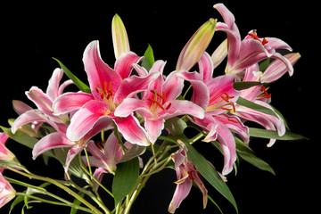 A close up of lily stargazers in a studio with a black background