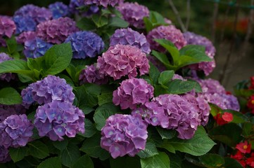 flores costa amlfitana