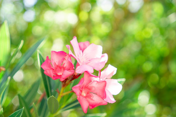 A bouquet of lovely pink petals of fragrant Sweet Oleander or Rose Bay, blooming on green leafs and blurry  background