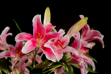 Fototapeta na wymiar A close up of lily stargazers in a studio with a black background