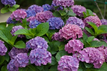 flores costa amlfitana