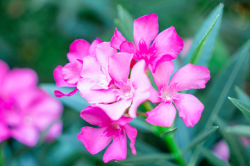 A bouquet of lovely pink petals of fragrant Sweet Oleander or Rose Bay, blooming on green leafs and blurry  background