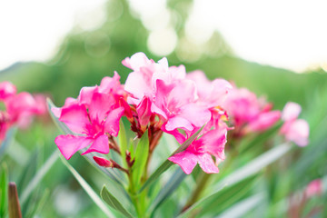 A bouquet of lovely pink petals of fragrant Sweet Oleander or Rose Bay, blooming on green leafs and blurry  background