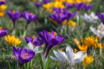 Field of flowering crocus vernus plants, group of bright colorful early spring flowers in bloom