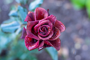The extraordinary beauty of a rose with dew drops