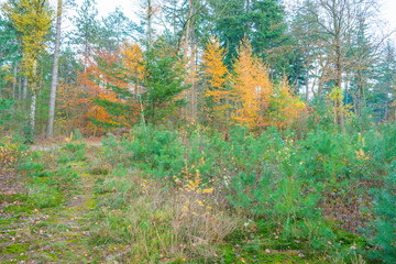 Path in a forest in fall colors in sunlight in autumn