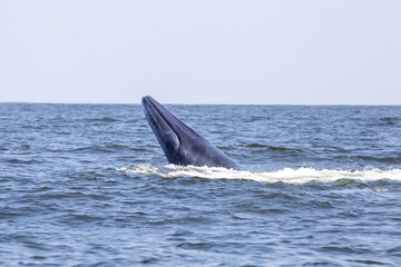 Fototapeta premium Bryde's whale or Eden's whale are leaping onto the surface of the Gulf of Thailand. Large whales appear on the surface of the ocean at Petchaburi province, Thailand.