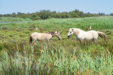 Wild horses standing in a field under the blue sky, birds siting on their back