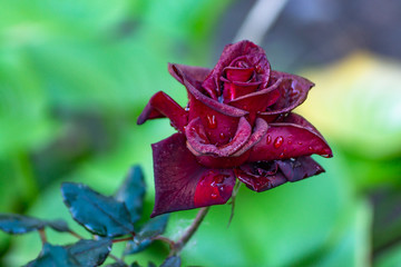 The extraordinary beauty of a rose with dew drops