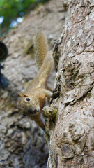 A Wild Squirrel Hanging On Tree