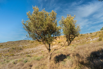 Fototapeta na wymiar trees in the Beninar area (Spain)