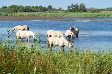 Obraz premium Wild horses standing in water, drinking under the blue sky