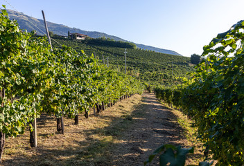 Fototapeta na wymiar Picturesque hills with vineyards of the Prosecco sparkling wine region in Valdobbiadene, Italy.