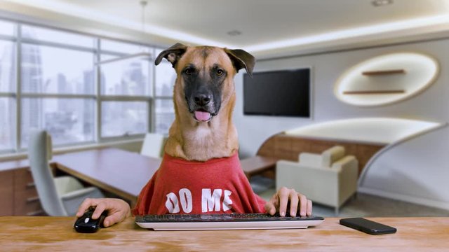 Dog with human hands sitting at his desk and typing on his computer wearing a red shirt in an office background - 2 shots