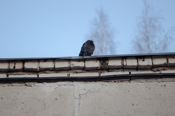 pigeon sitting on the roof of a brick building