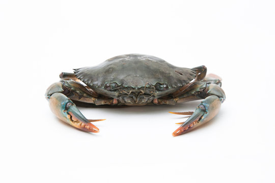 Fresh crab on a white background