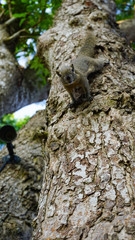 A Wild Squirrel Hanging On Tree