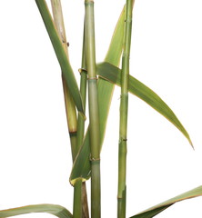 Bamboo sticks with leaves isolated on white background with clipping path