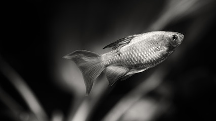 Magic black white aquarium landscape, close-up tropical fish longtail barb Pethia Conchonius....
