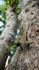 A Wild Squirrel Hanging On Tree