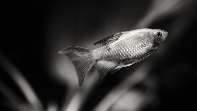 Magic black white aquarium landscape, close-up tropical fish longtail barb Pethia Conchonius. Shallow depth of field. White plants on dark background. film noise effect