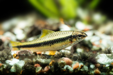 Obraz na płótnie Canvas Crossocheilus siamensis Sae algae eater fish, freshwater tank landscape, close-up photo, selective focus.