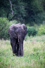 Obraz premium African elephant in the wild in the savannah in africa.