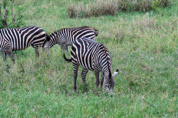 Zebra in the grass nature habitat, Tanzania