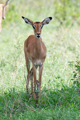 Impala ram in African safari, Tanzania
