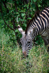 Fototapeta na wymiar Zebra in the grass nature habitat, Tanzania