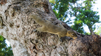A Wild Squirrel Hanging On Tree