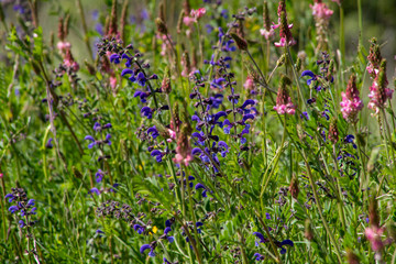 Blumenwiese mit Wiesensalbei