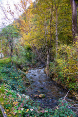 Forest in autumn, foliage of trees, colors in nature
