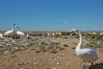 Flock of swans during feeding time at Abbotsbury swannery in Dorset, United Kingdom