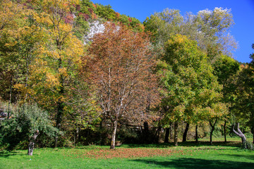 Forest in autumn, foliage of trees, colors in nature