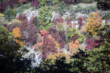 Forest in autumn, foliage of trees, colors in nature