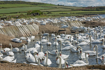 Flock of swans during feeding time at Abbotsbury swannery in Dorset, United Kingdom