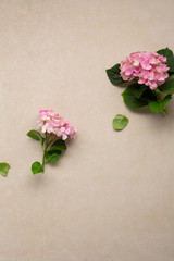 Small blooming pink hydrangea top view